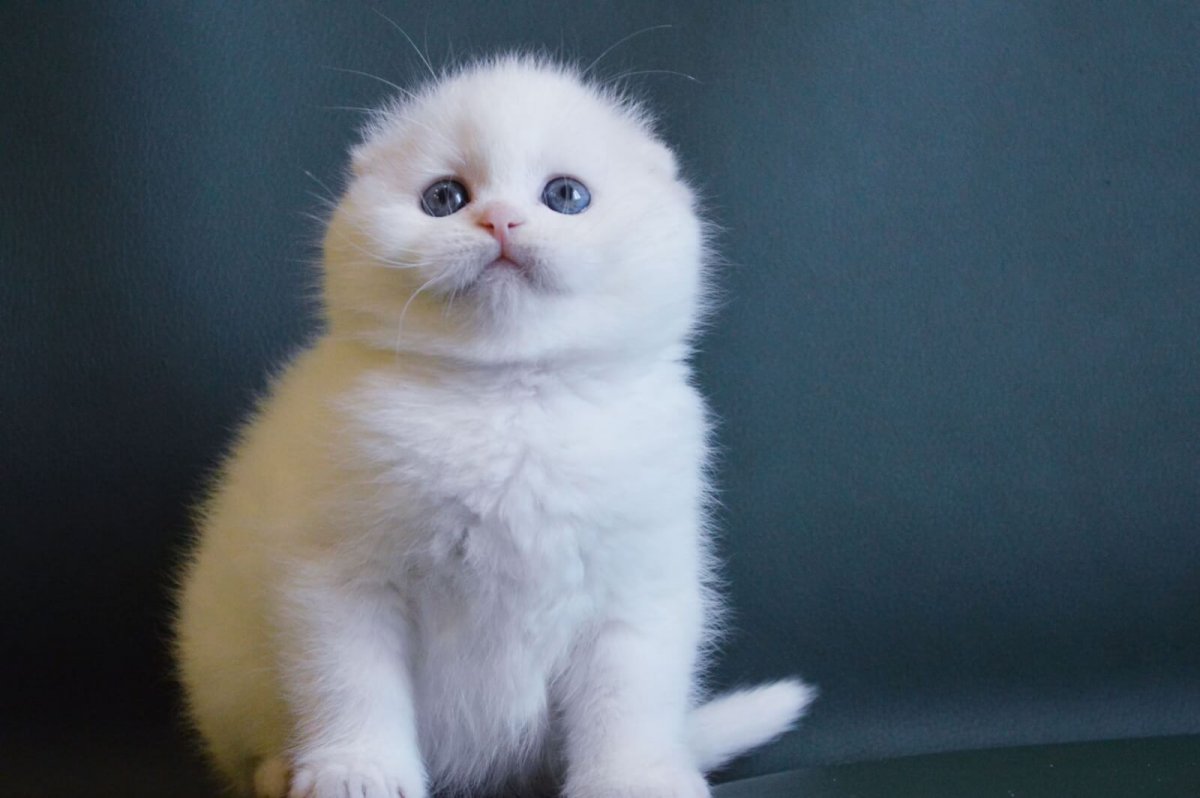 Камео шотландский вислоухий