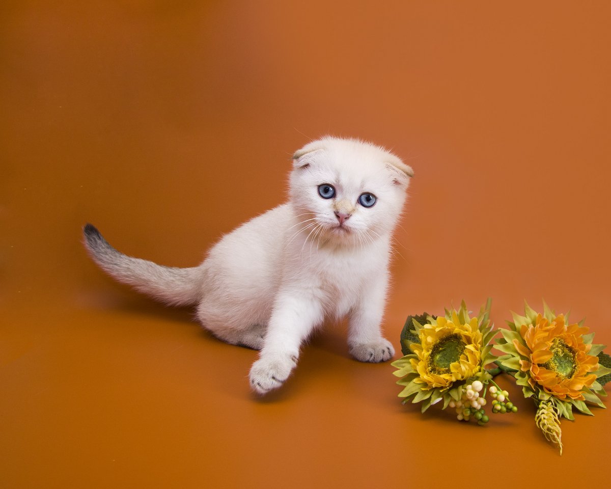 Кошка шиншилла Британская вислоухая