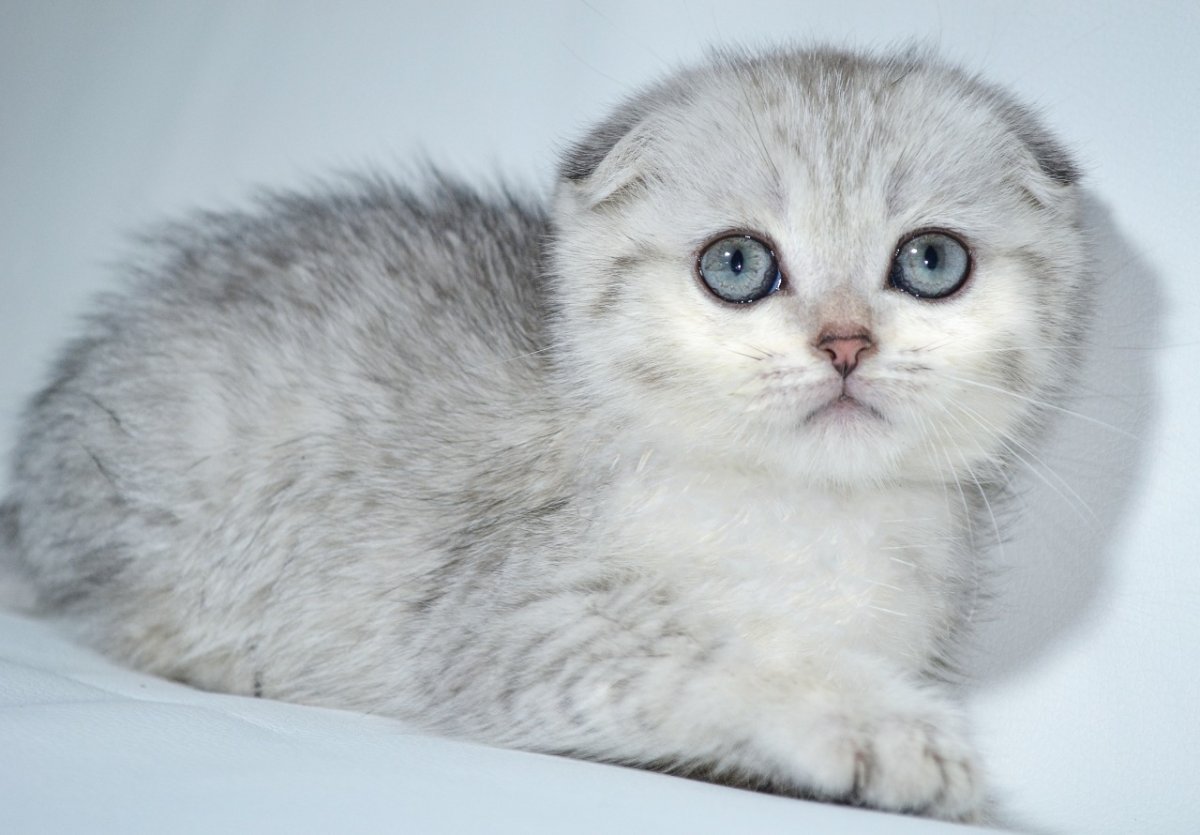 Английский вислоухий кот