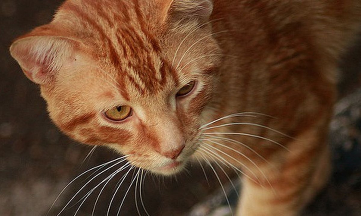 Беспородные кошки рыжие