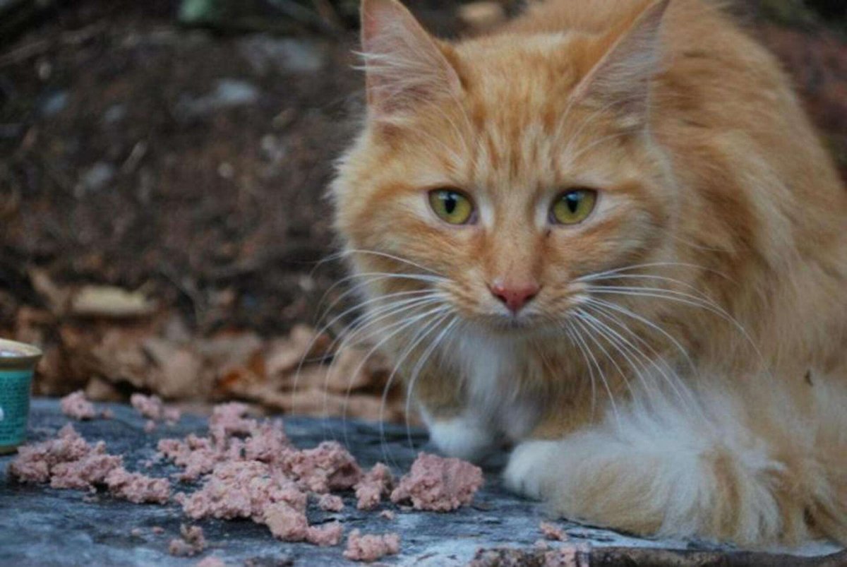 Рыжий кот беспородный
