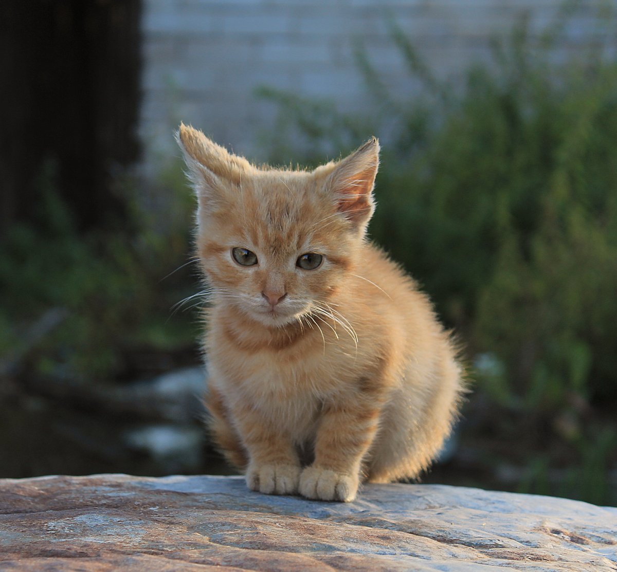 Рыжий котенок с зелеными глазами