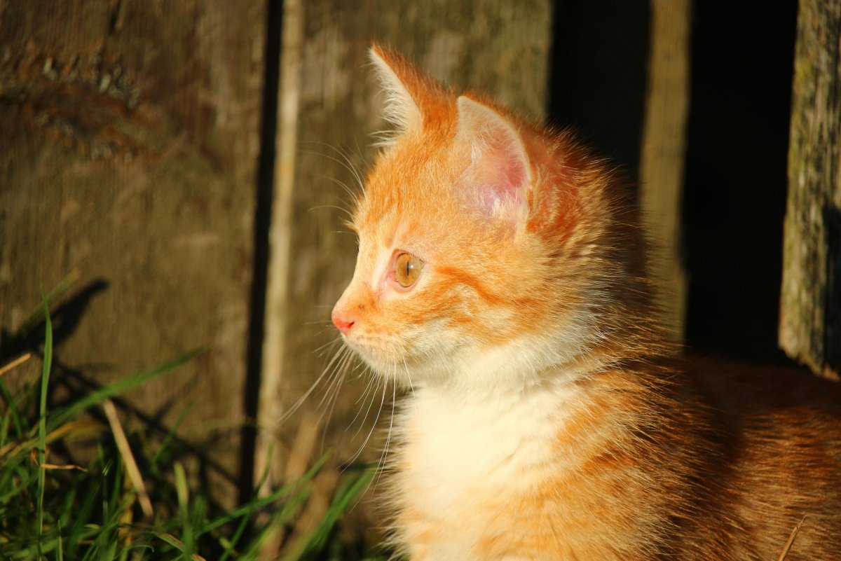 Котенок Рыжик