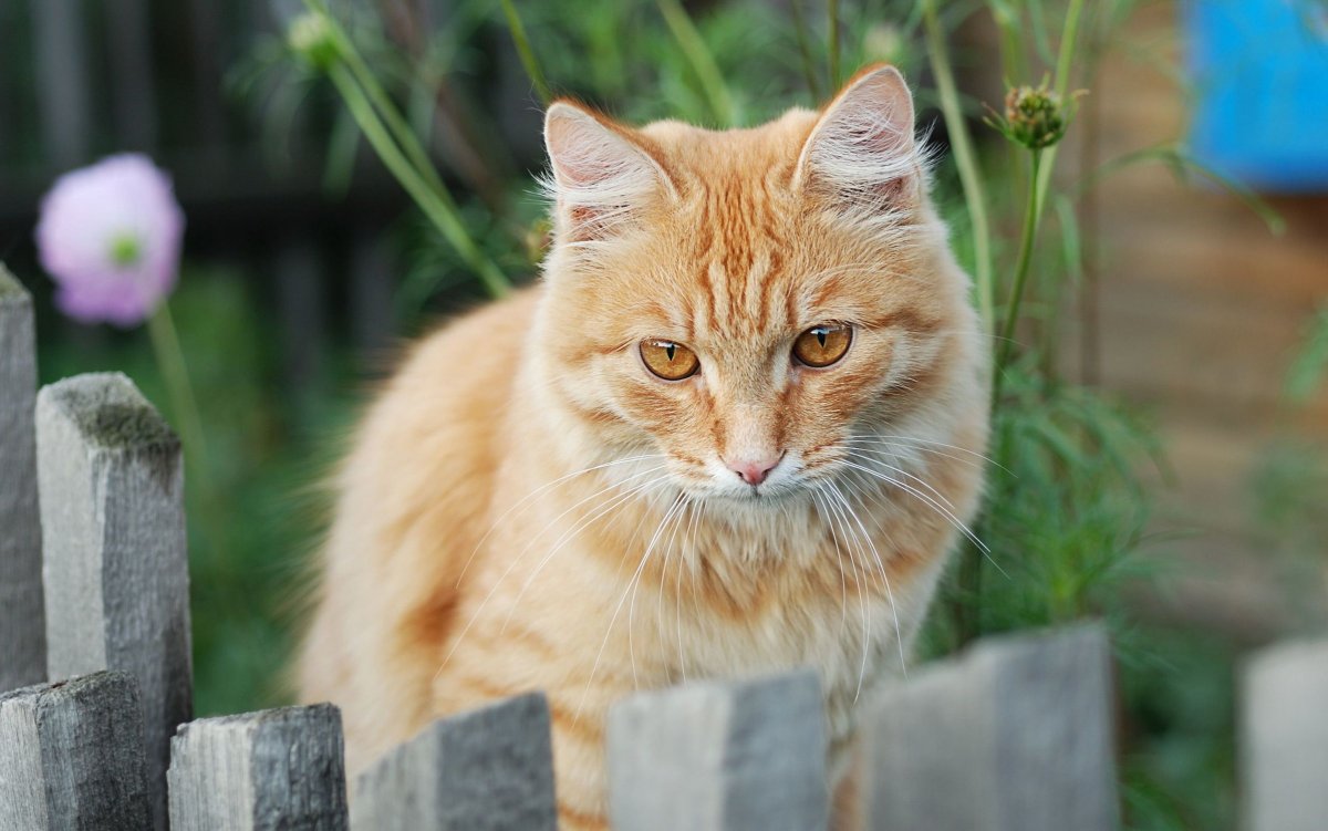 Рыжая кошка