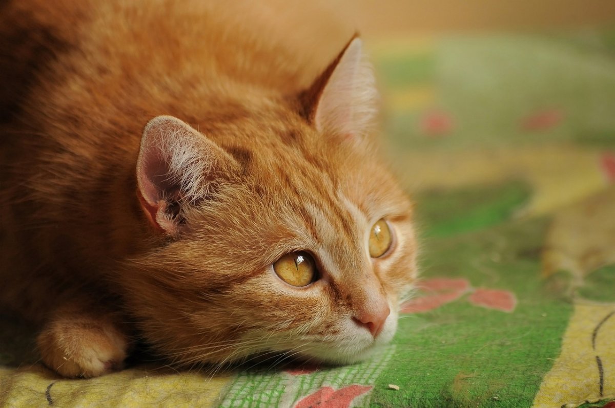 Красивый рыжий кот беспородный