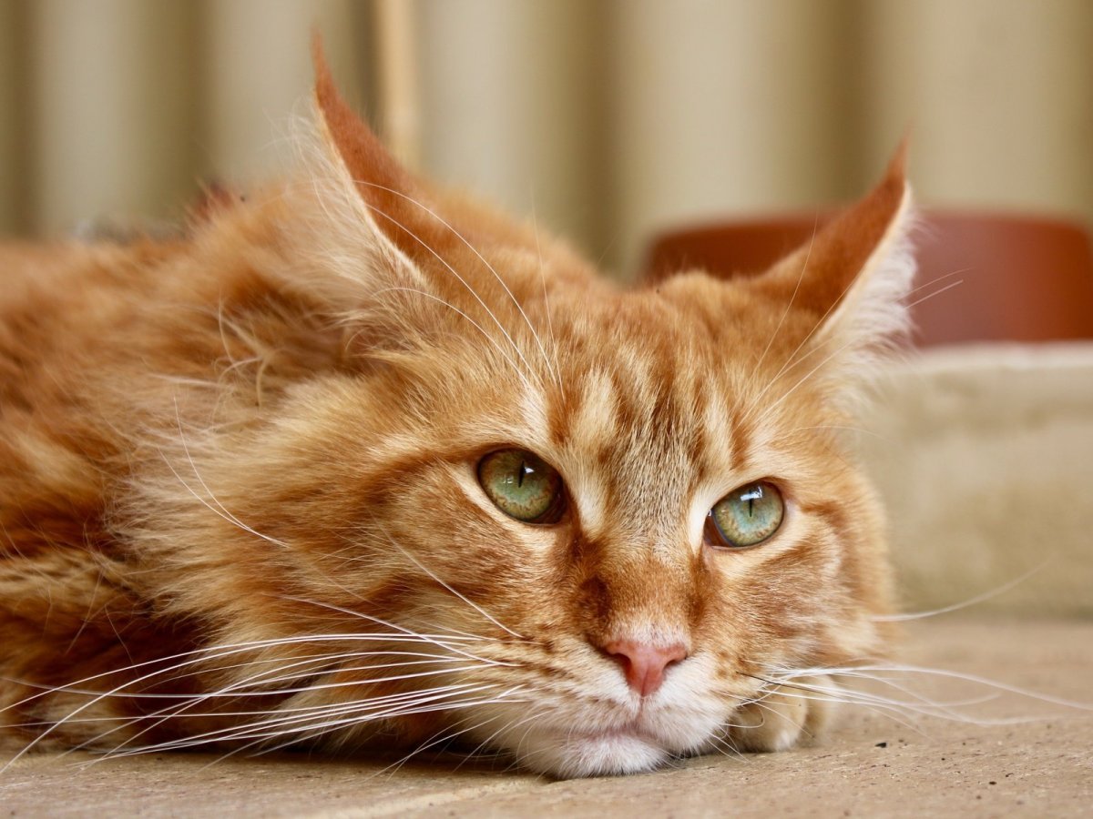 Рыжая кошка Мейн кун