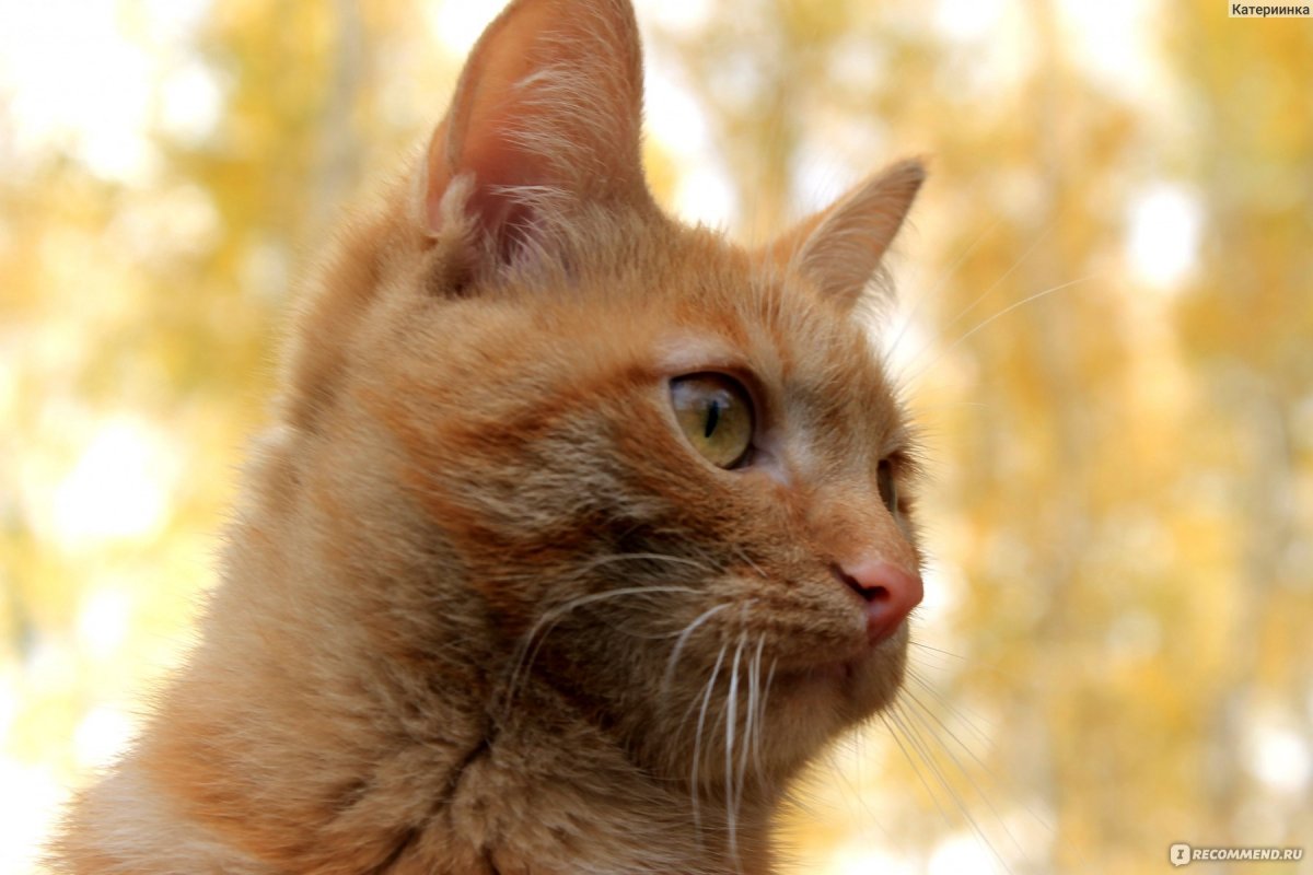 Компьютерный маленький рыжий