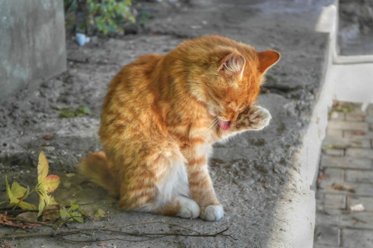 Кошка умывается