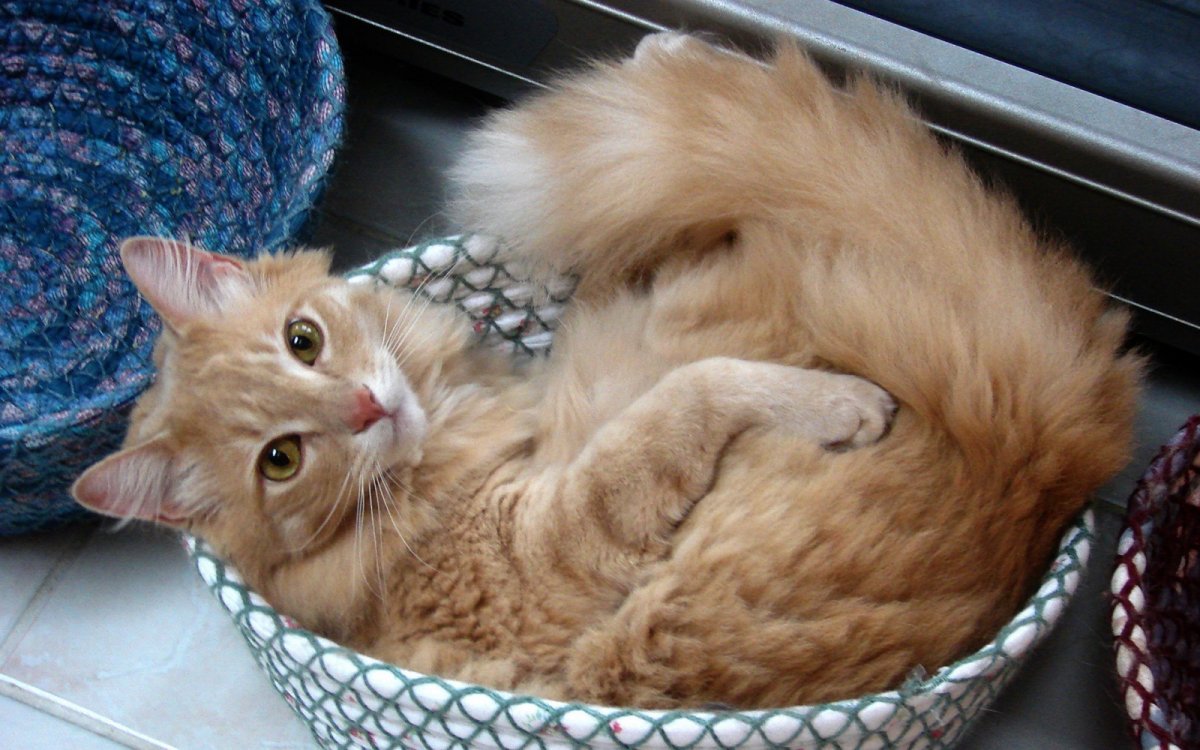 Хвост рыжего кота