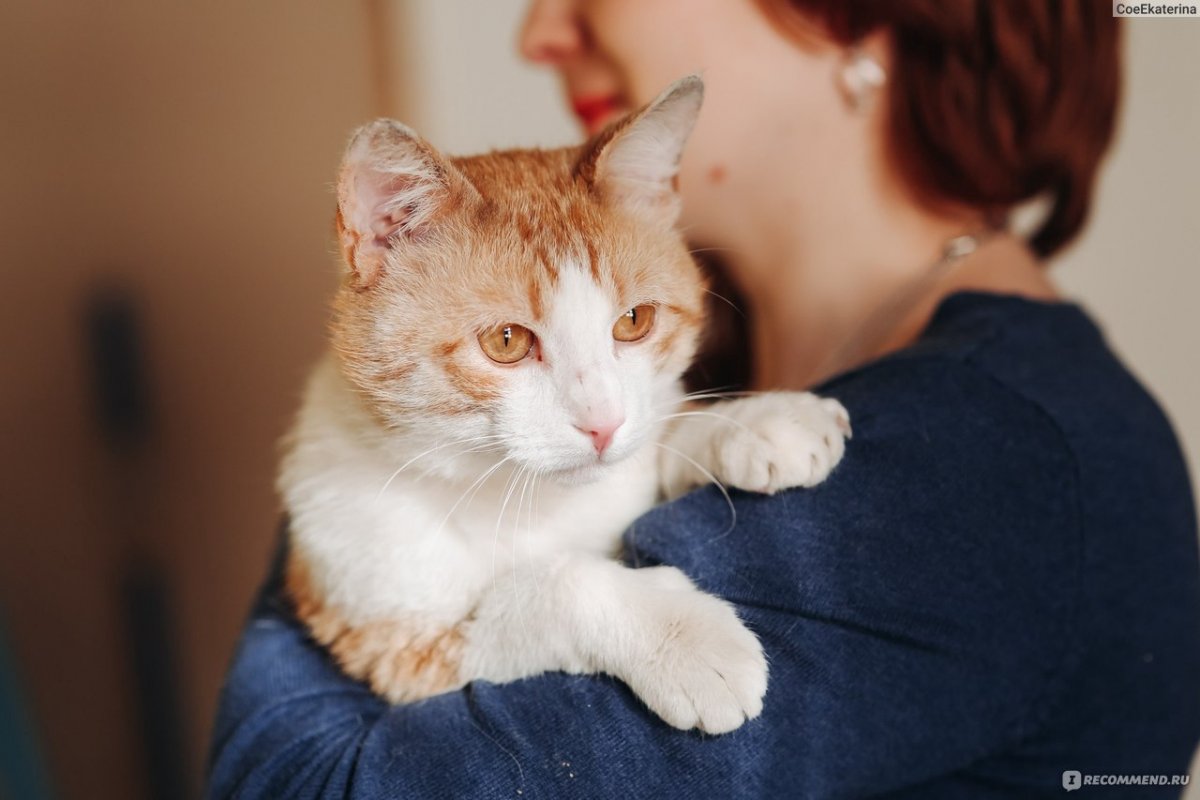 Кот метис рыжий