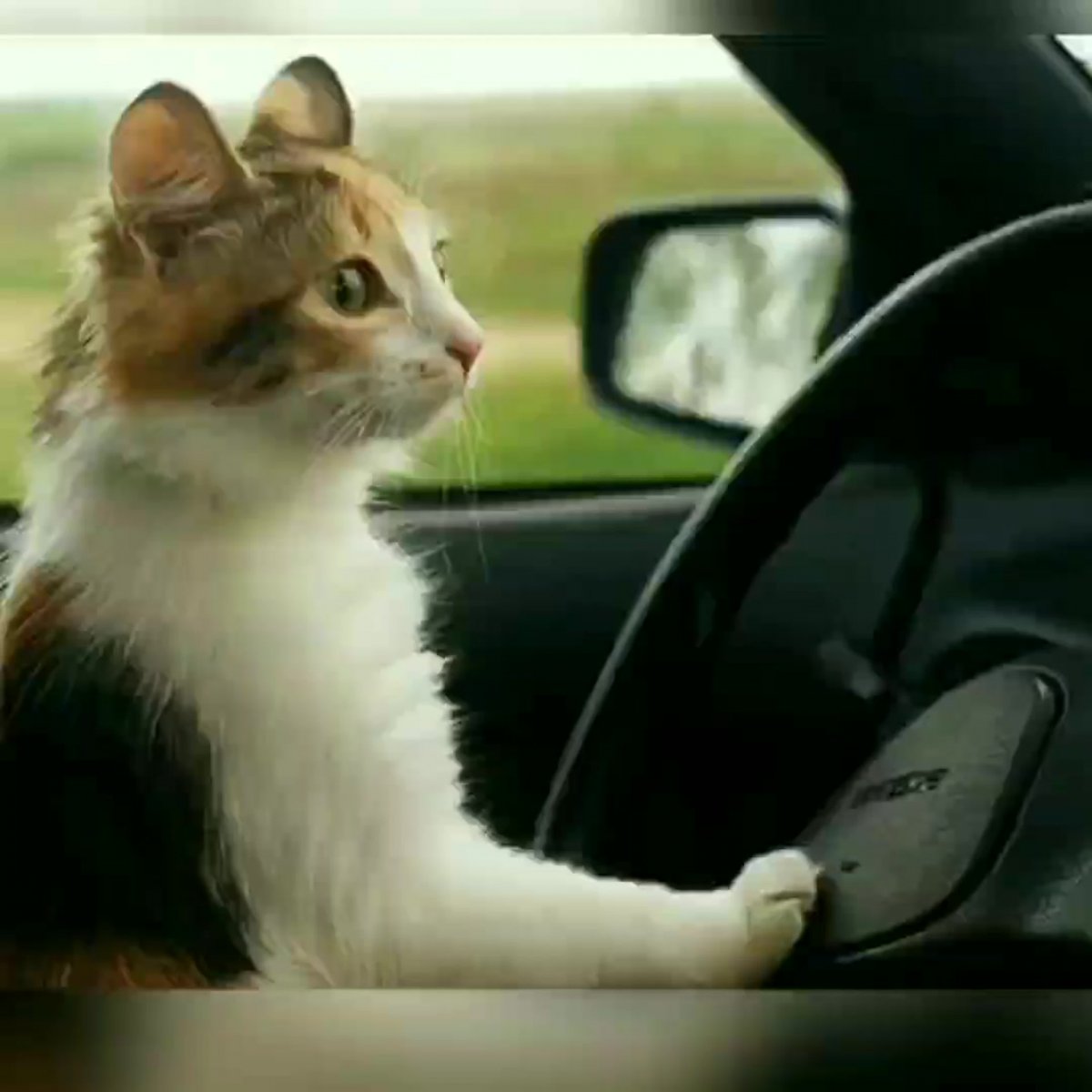 Китайский кошачий водитель