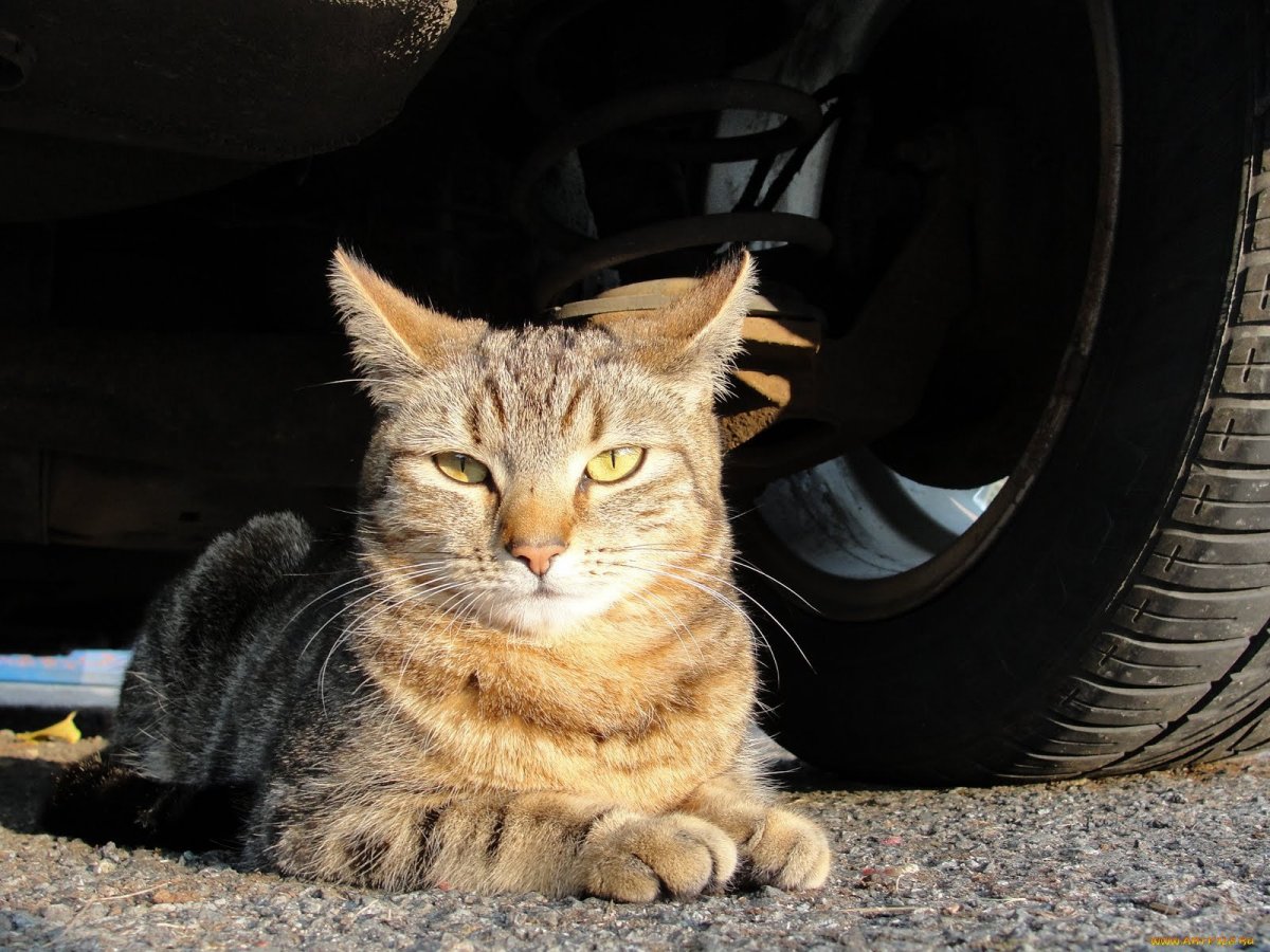 Кошка под колесом