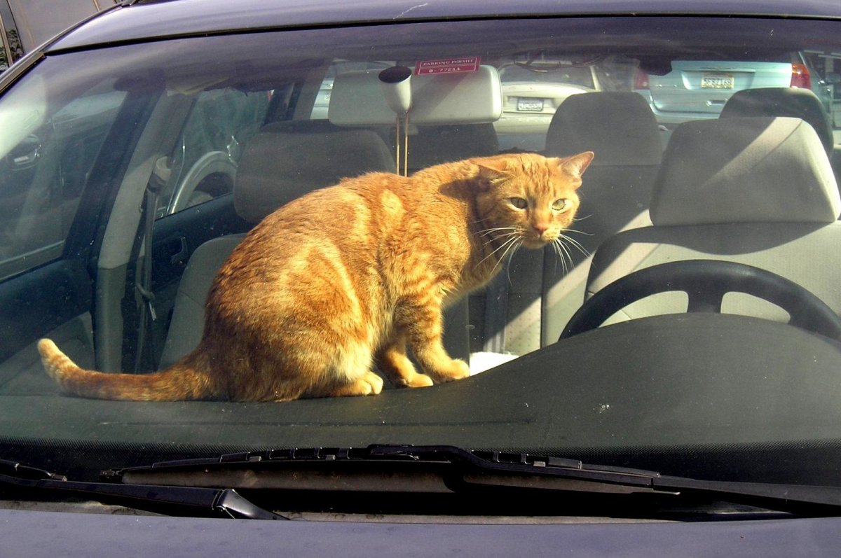 Рыжий котенок в машине