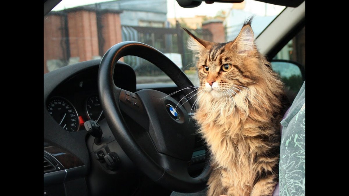 Кошак за рулем