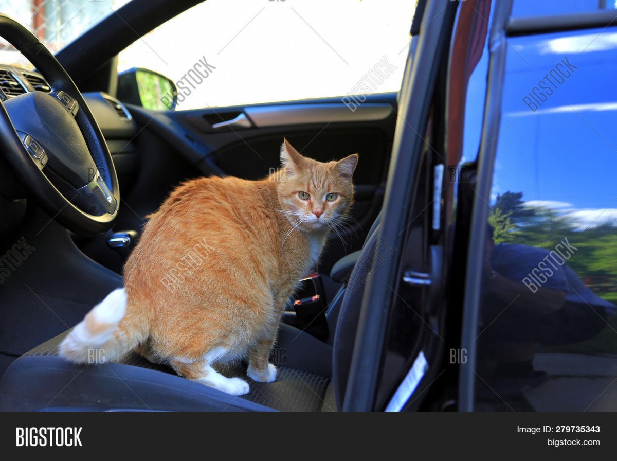 Кошка едет за рулем