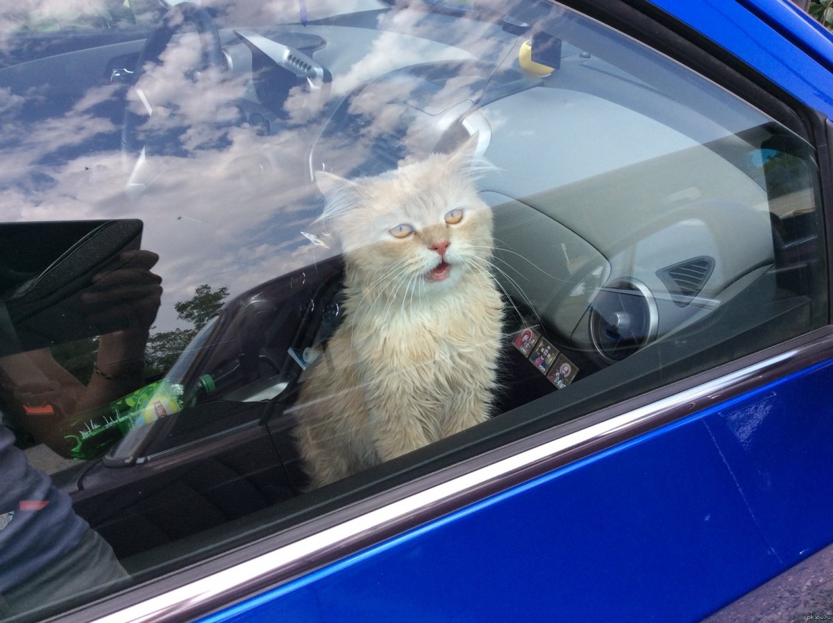 Кошка за рулем