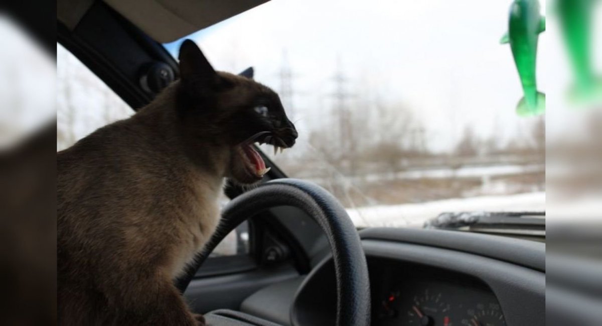 Пины котов водителей