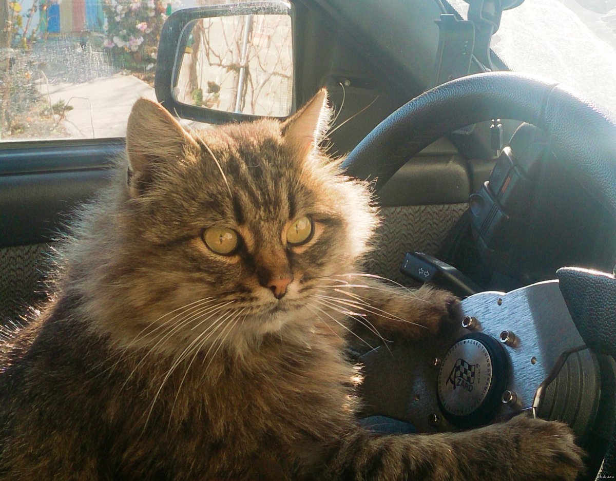 Кот в такси