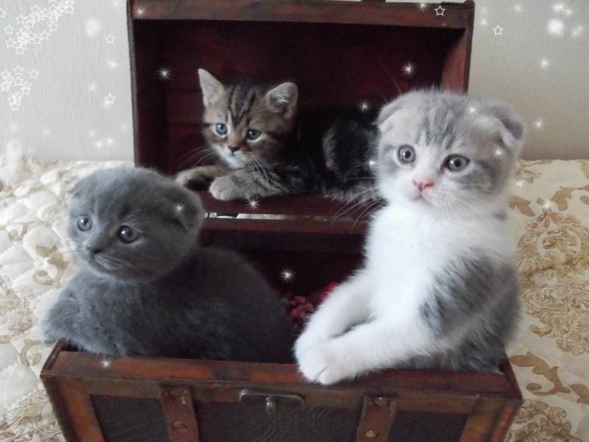 Котята британцы шотландцы