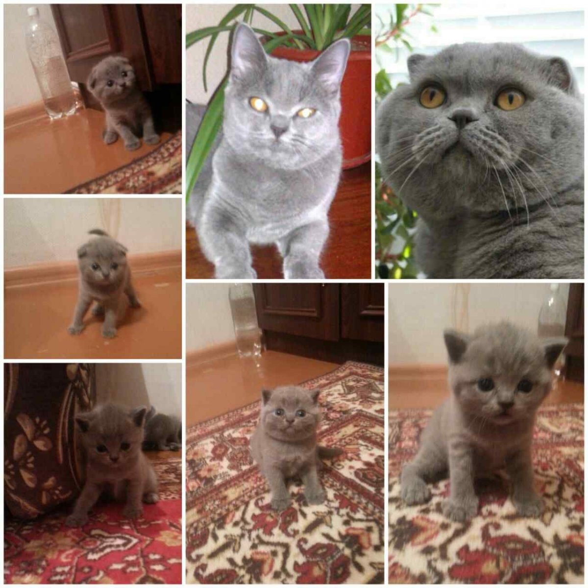 Смесь шотландский с британским