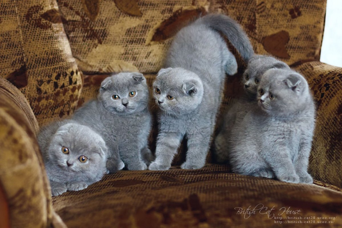 Котенок смесь британского и шотландского