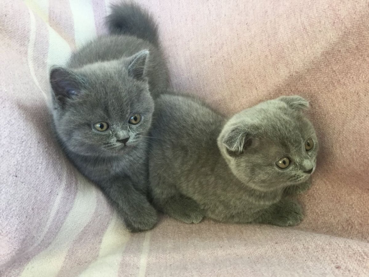 Вислоухий котенок смешанный с простым котом