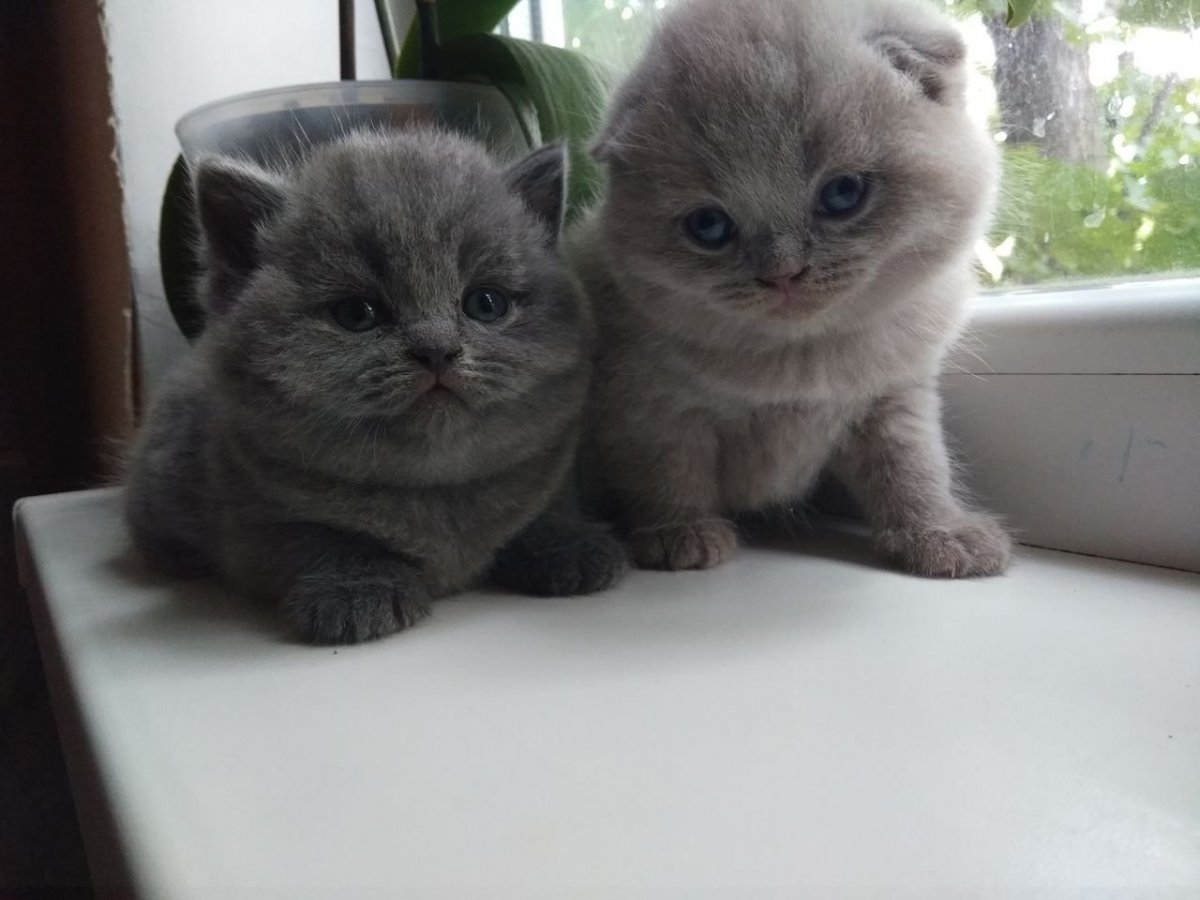 Вислоухие британские котята Полукровки