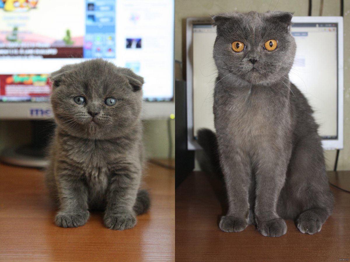 Котята британцы гладкошерстные