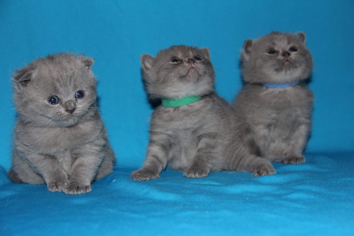 Британская кошка котенок