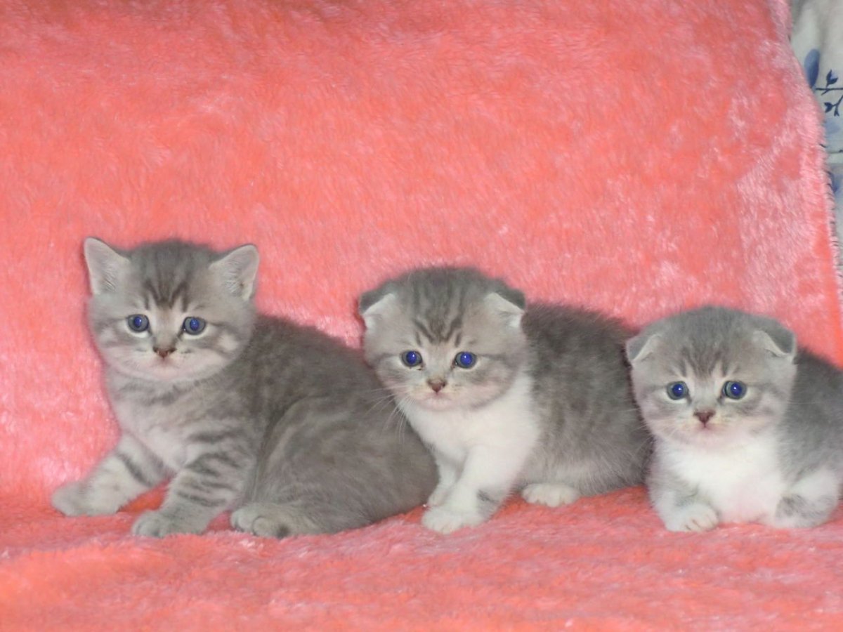 Два шотландских котенка