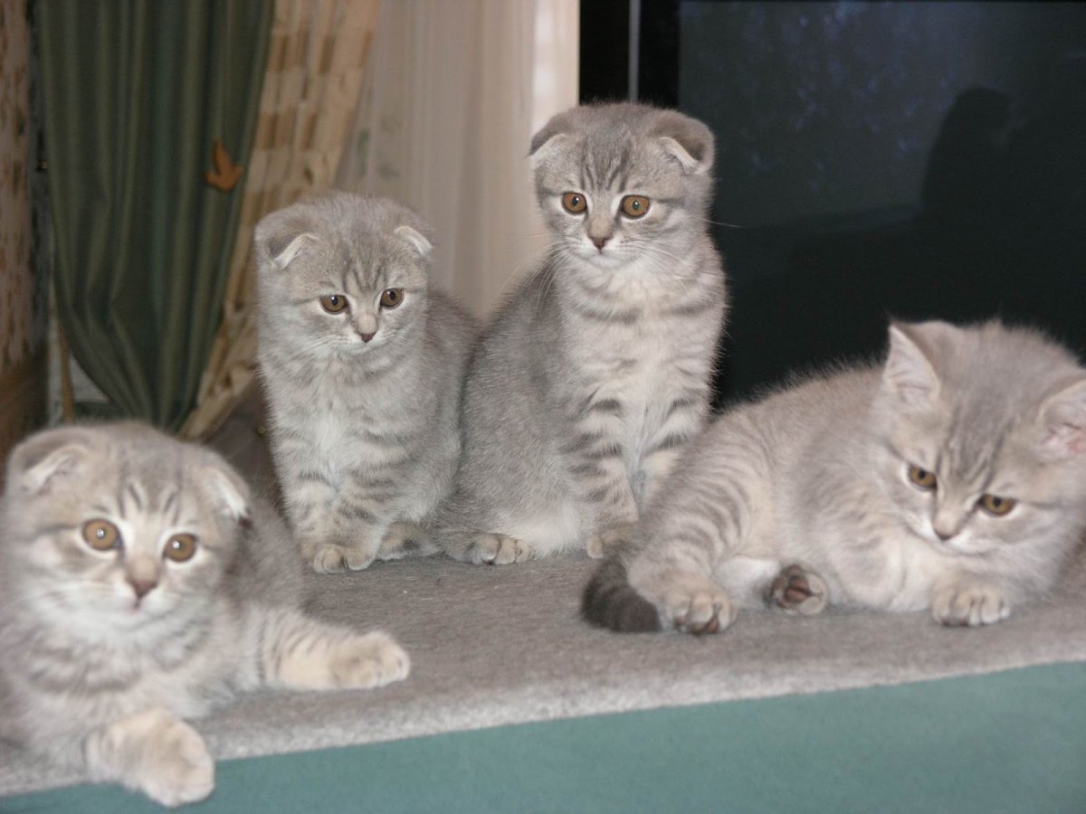 Шотландские вислоухие котята много