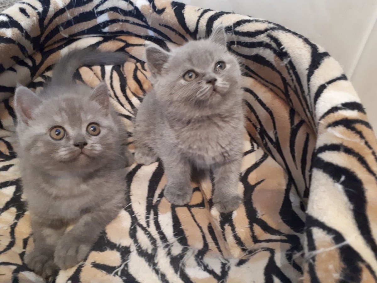 Шотландская вислоухая кошка голубая