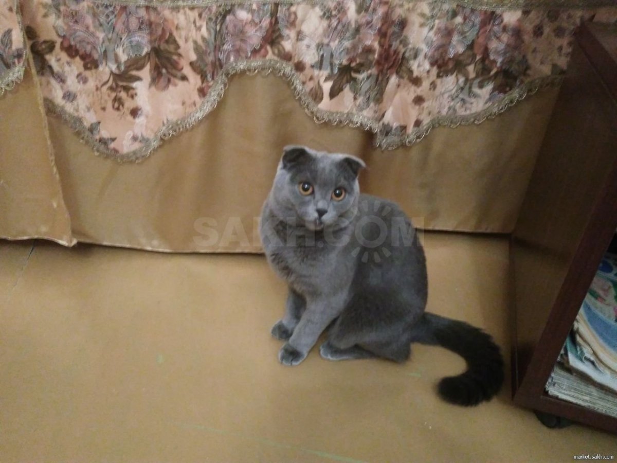 Срочно прошу помощи Шотландская кошечка