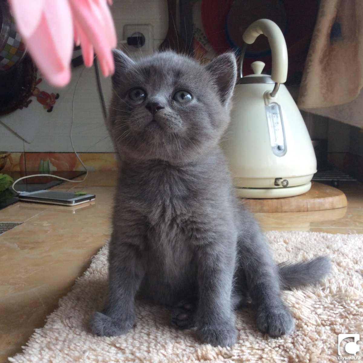 Клички британских котят вислоухих