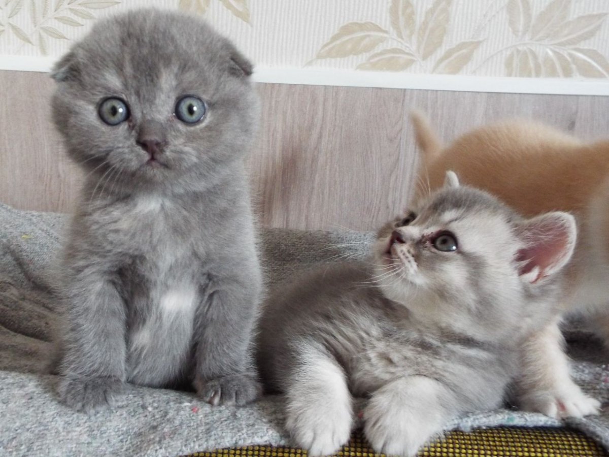 Шотландские вислоухие котята