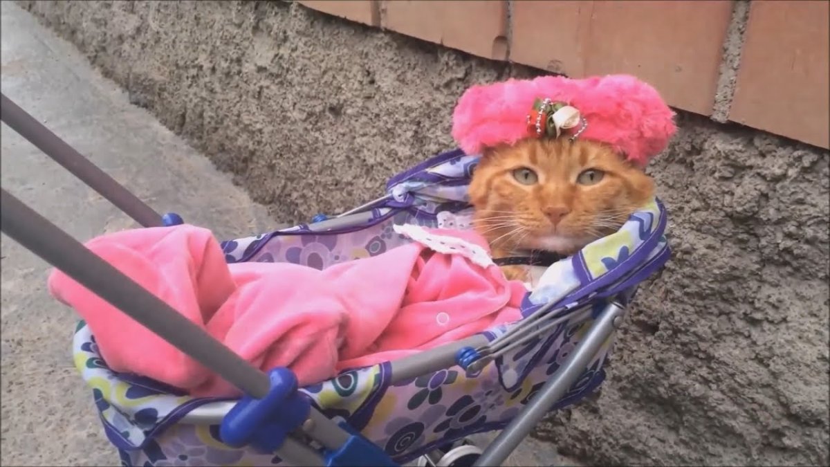 Кошки с пустышкой