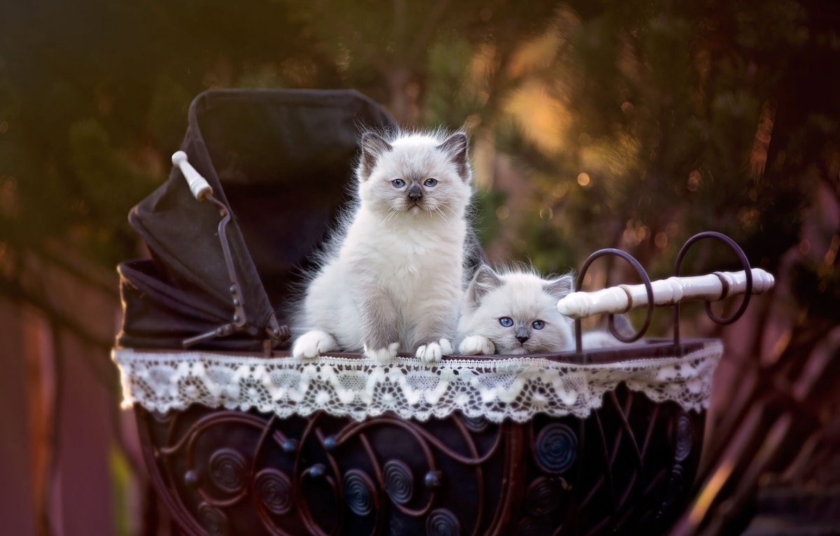 Кошка с коляской и котятами