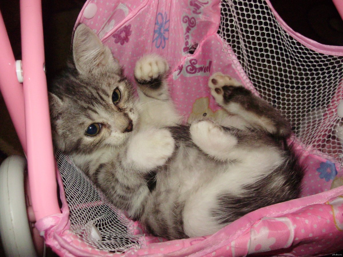 Дети и коты приколы