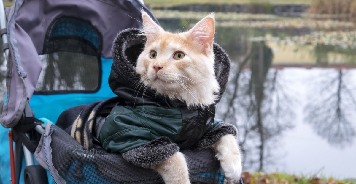 Коляска для прогулки с котом