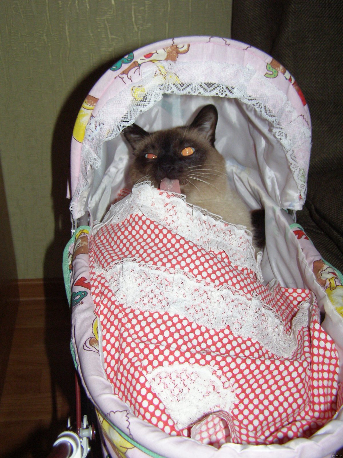 Кот в детской коляске