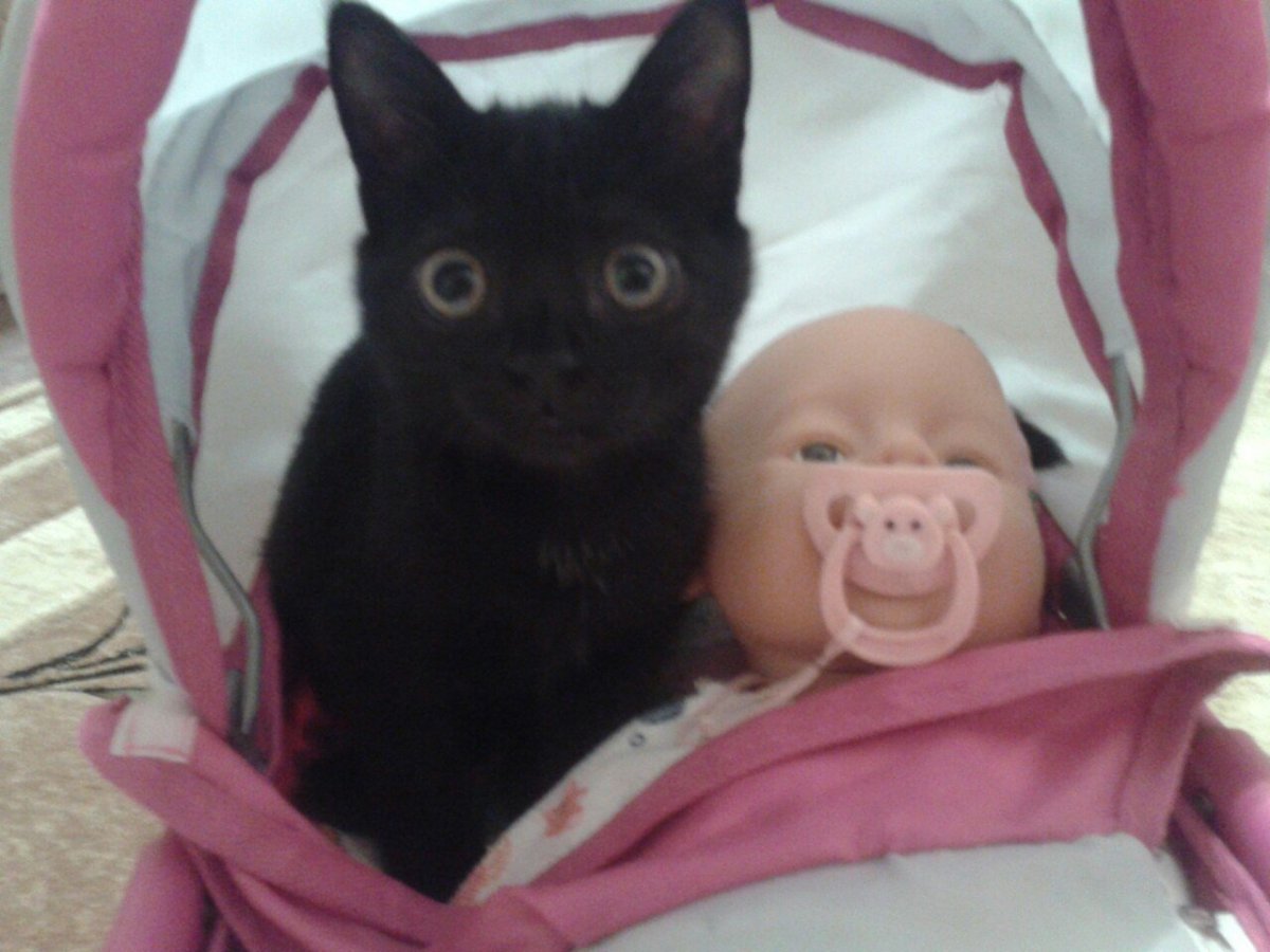 Коляска для животных кота