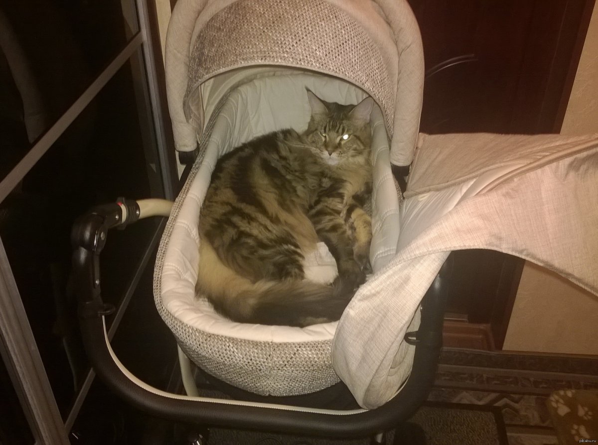 Толстый кот в коляске