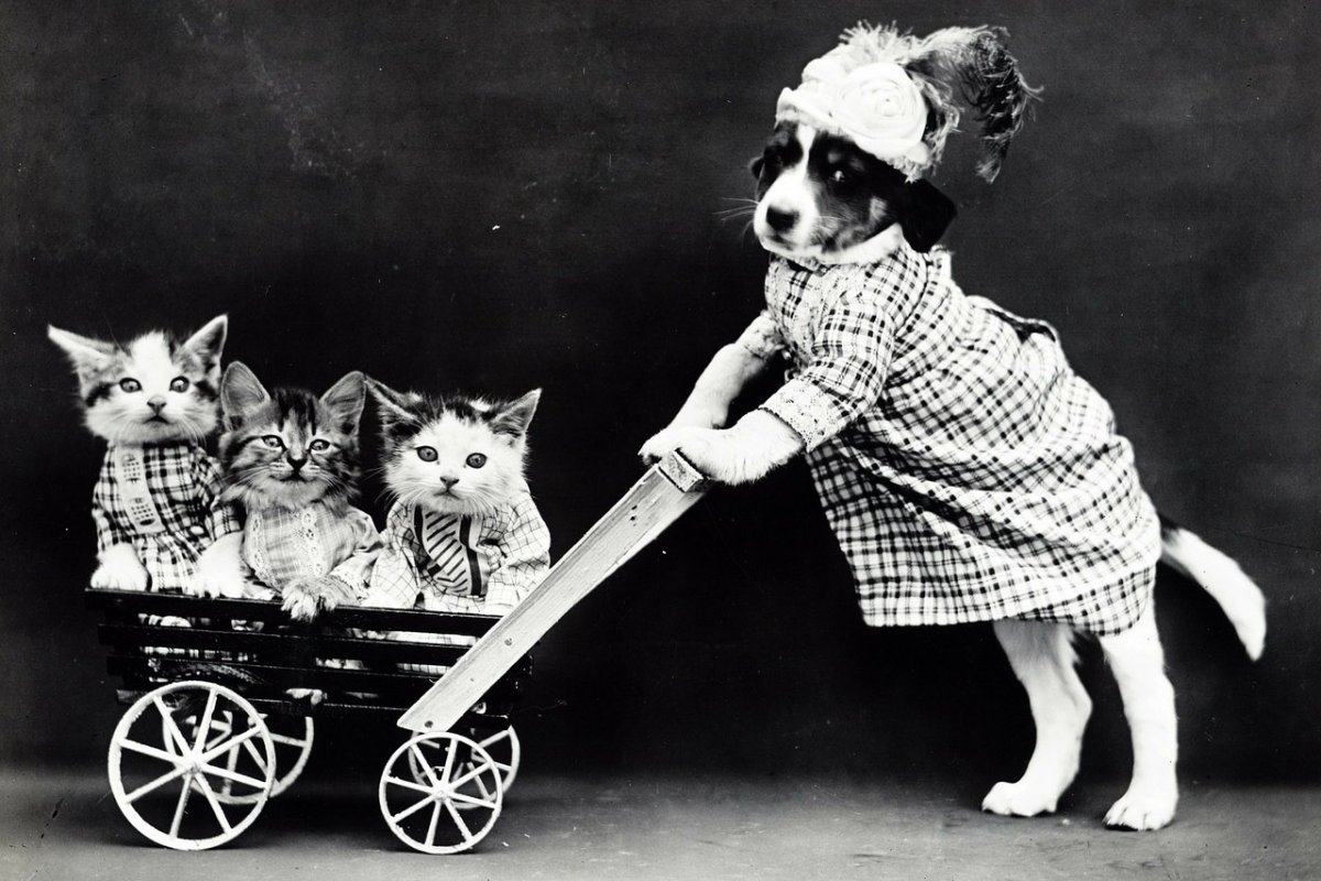 Ретро фотографии кошек и собак