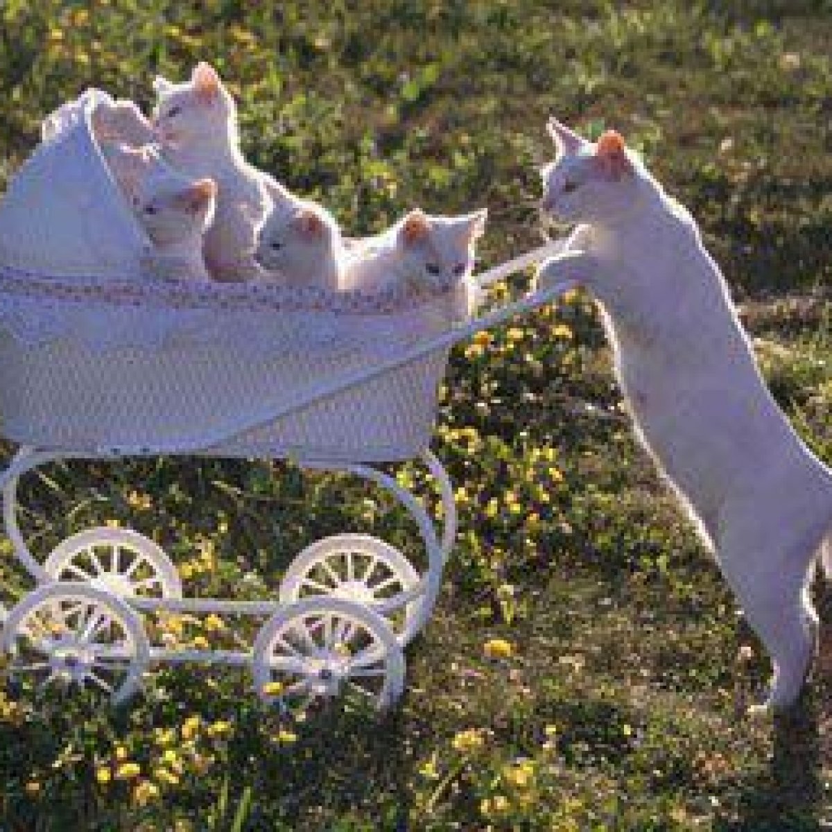 Кошка в коляске прикол