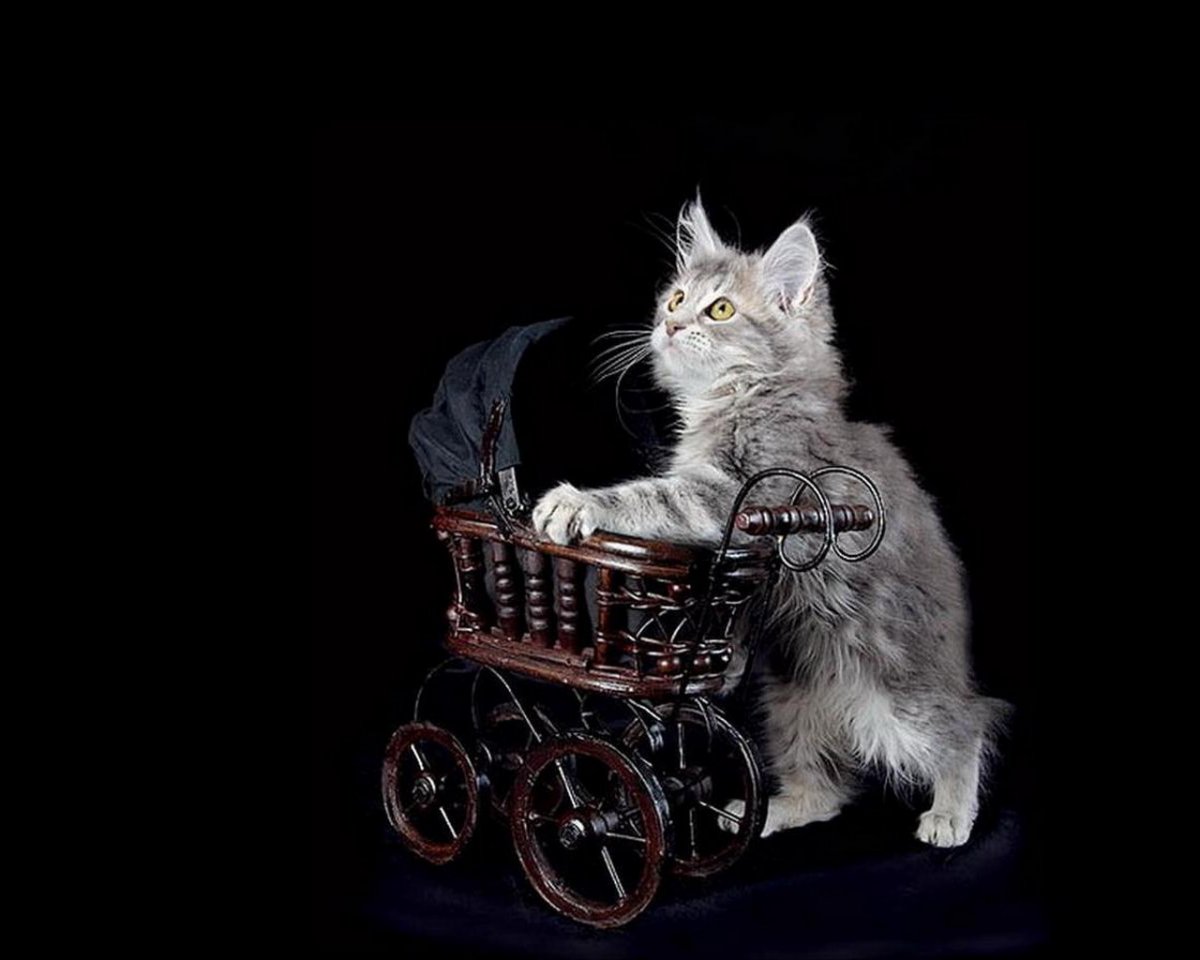 Коляска для кошек