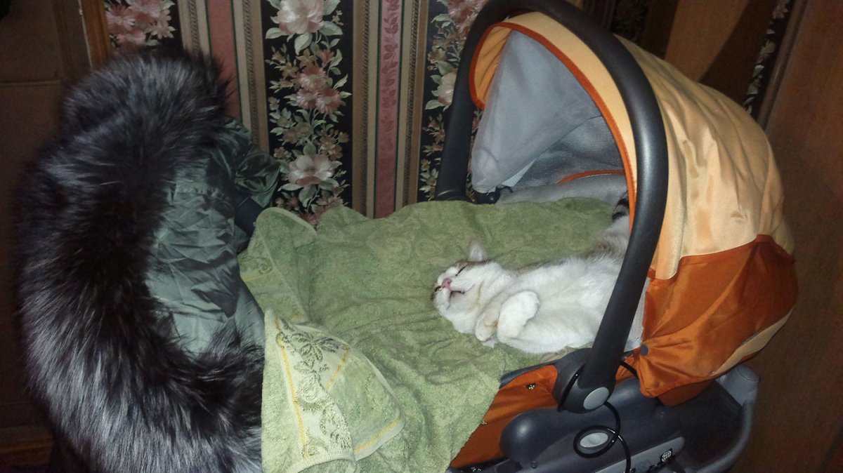 Кот в детской коляске