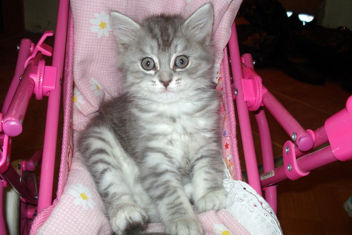 Которые котята в колясочке