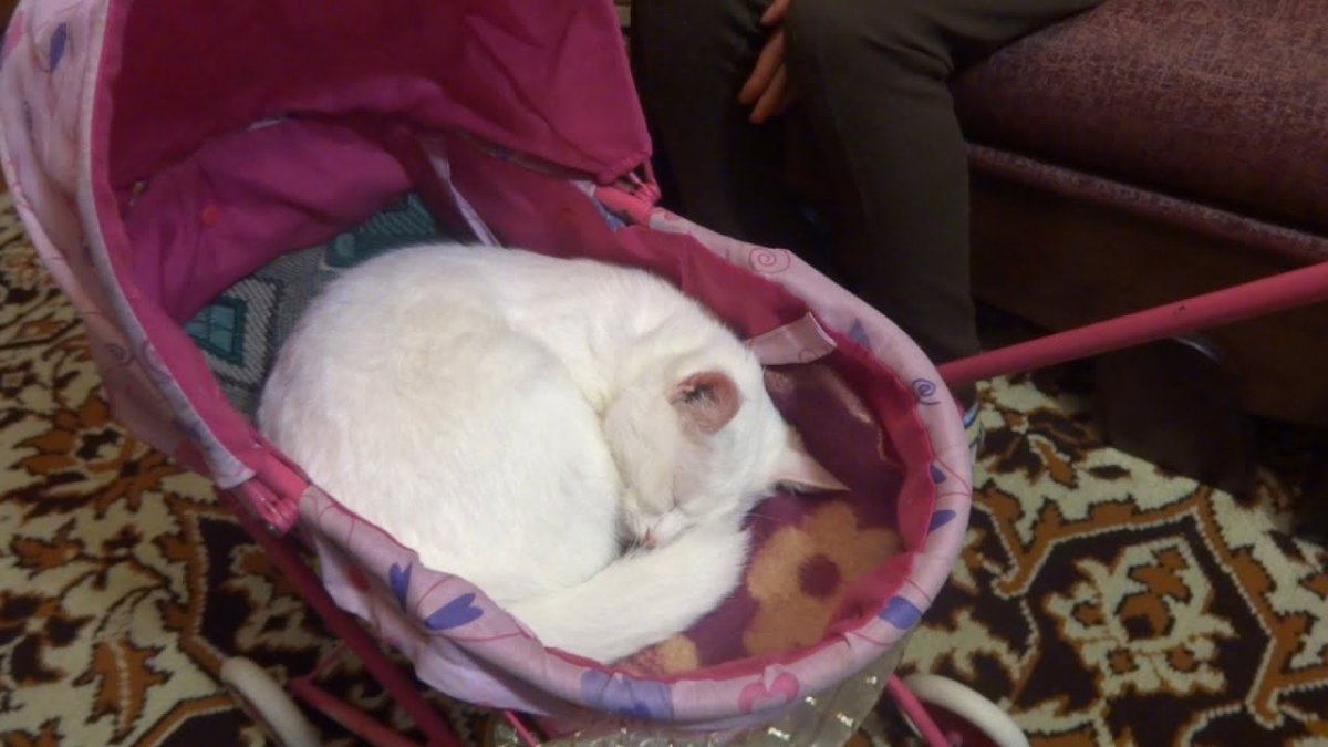 Кот в детской коляске