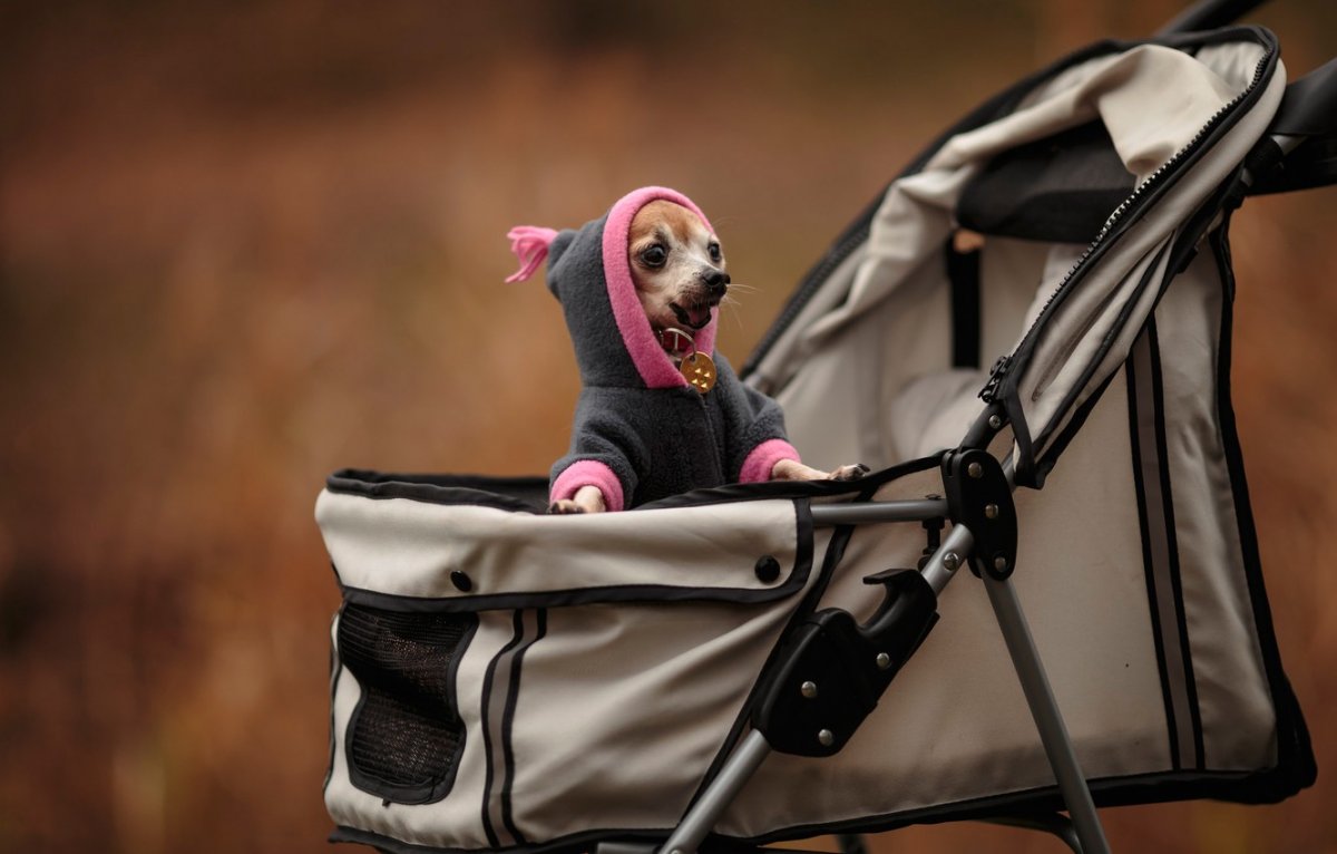 Дог охраняет коляску