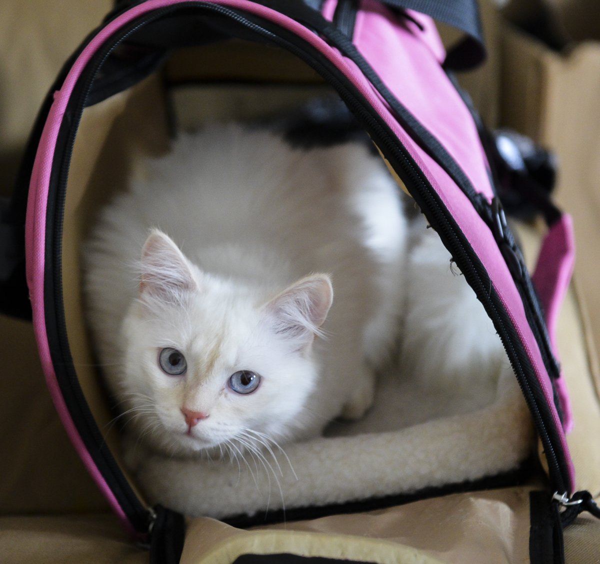 Переноски для кота